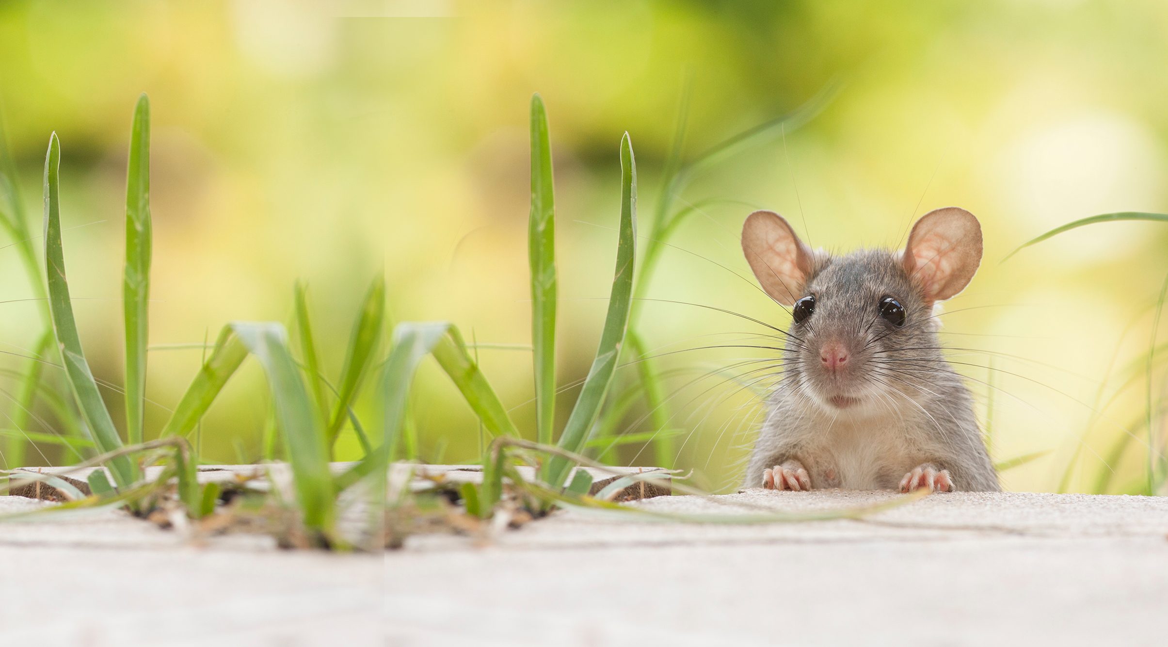 Rats,Outdoors,Yard,Home,Feeder washington pest control mouse