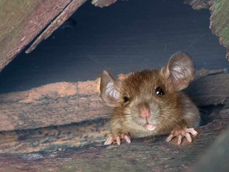 An Insider's Look at Trapping Urban Rodents - Pest Control Technology