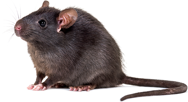 How To Get Rid Of Rats Or Other Rodents In Your Attic - The Bug Master Pest  Control and Disinfecting