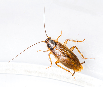 Washington Pest Control Services - Cockroaches - Green City Pest Control